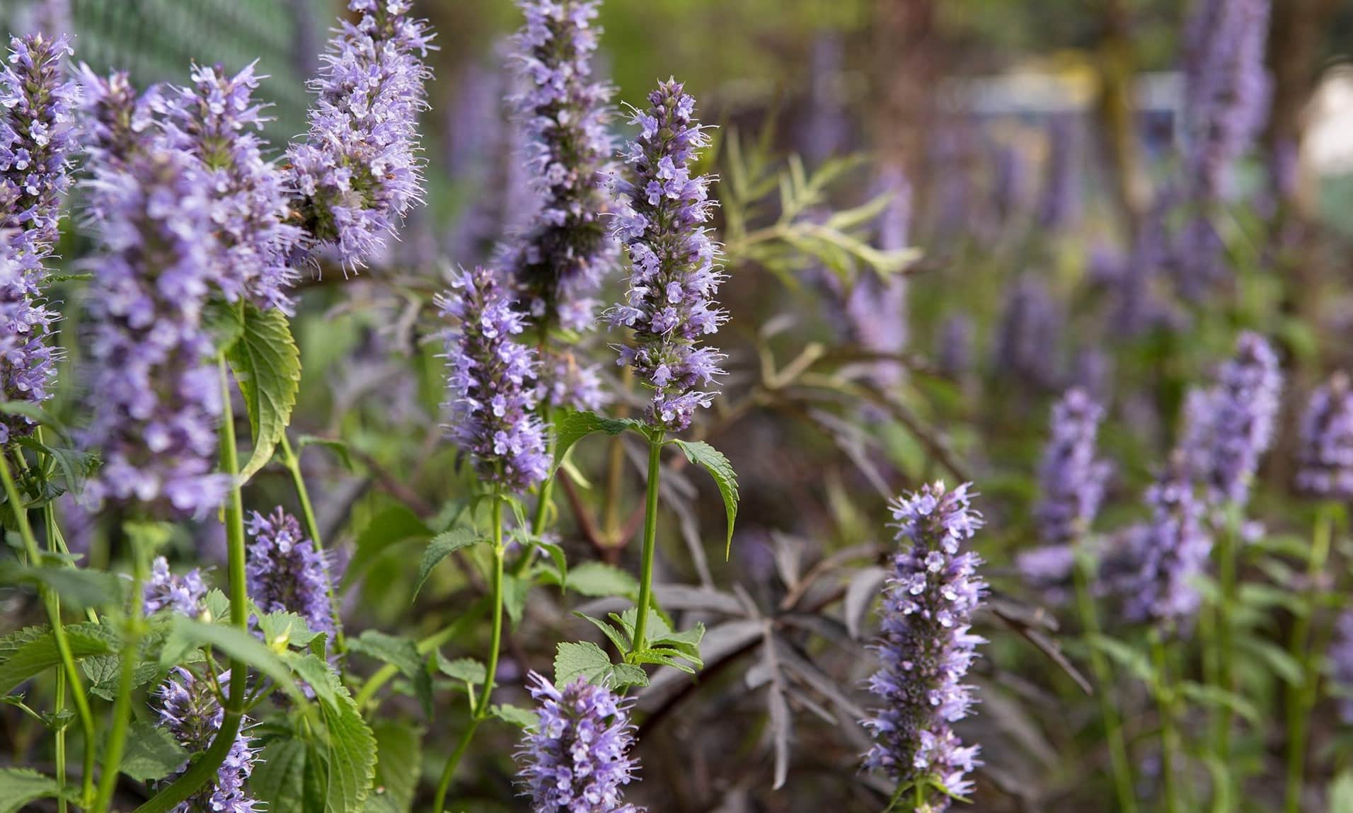 17-intriguing-facts-about-agastache