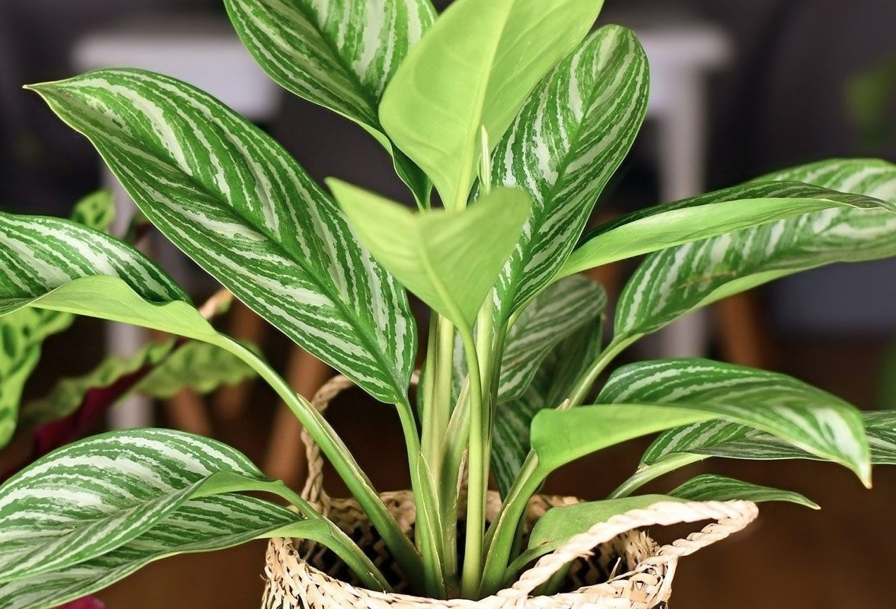 17-intriguing-facts-about-chinese-evergreen