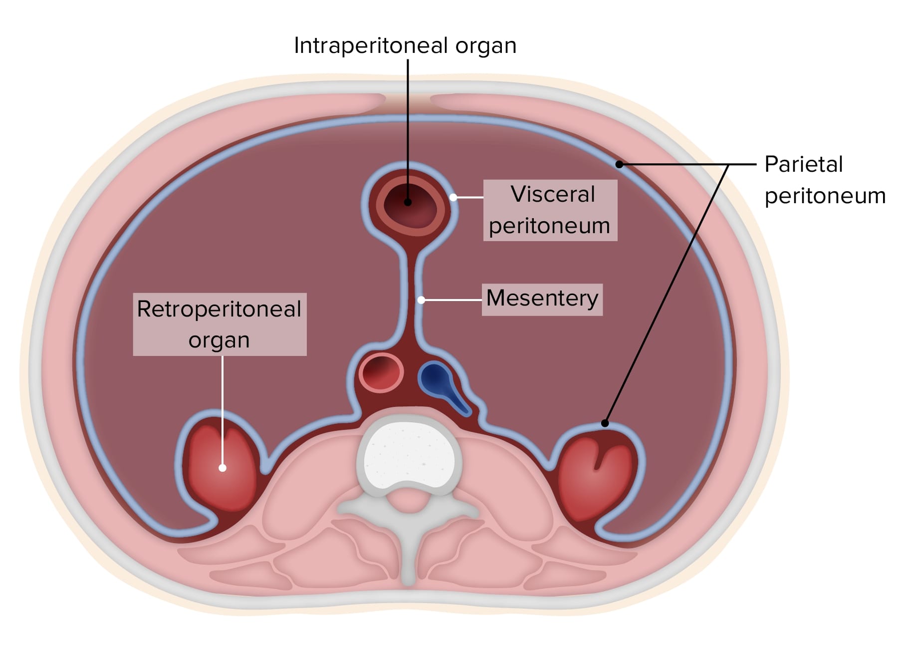 17-intriguing-facts-about-visceral-peritoneum