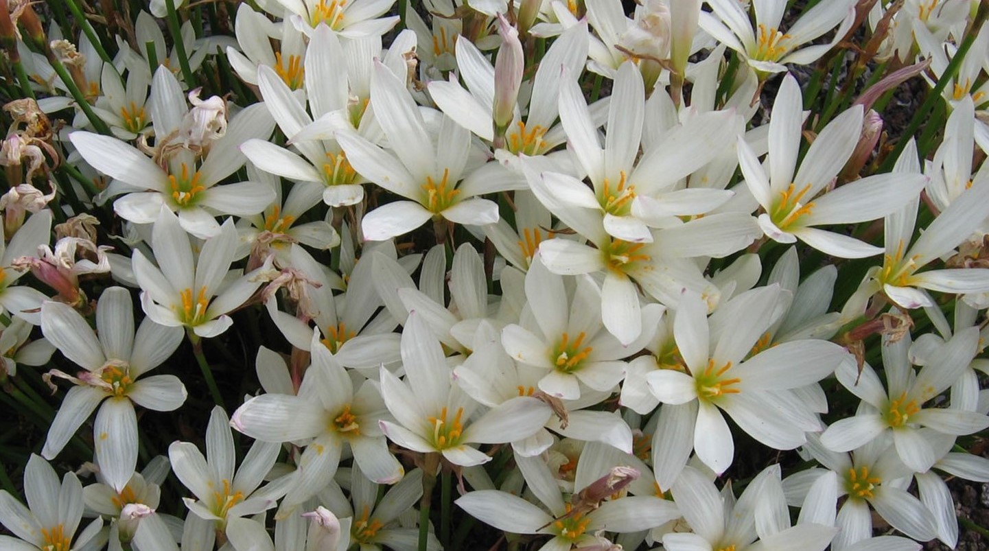 17-intriguing-facts-about-zephyranthes