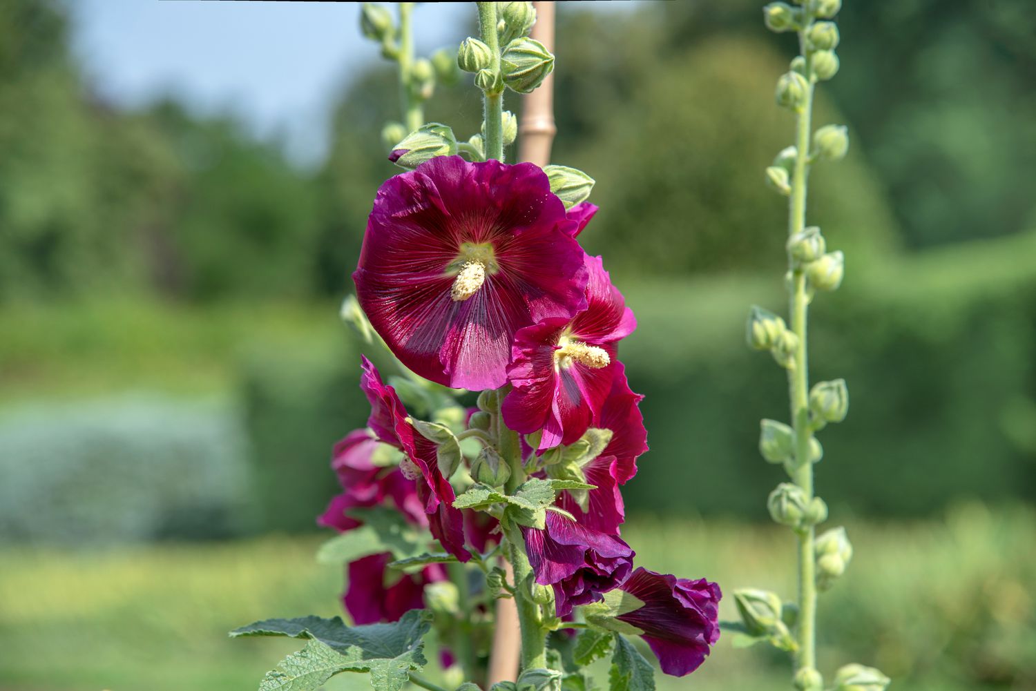 Alcea rosea (Hollyhock) - World of Flowering Plants