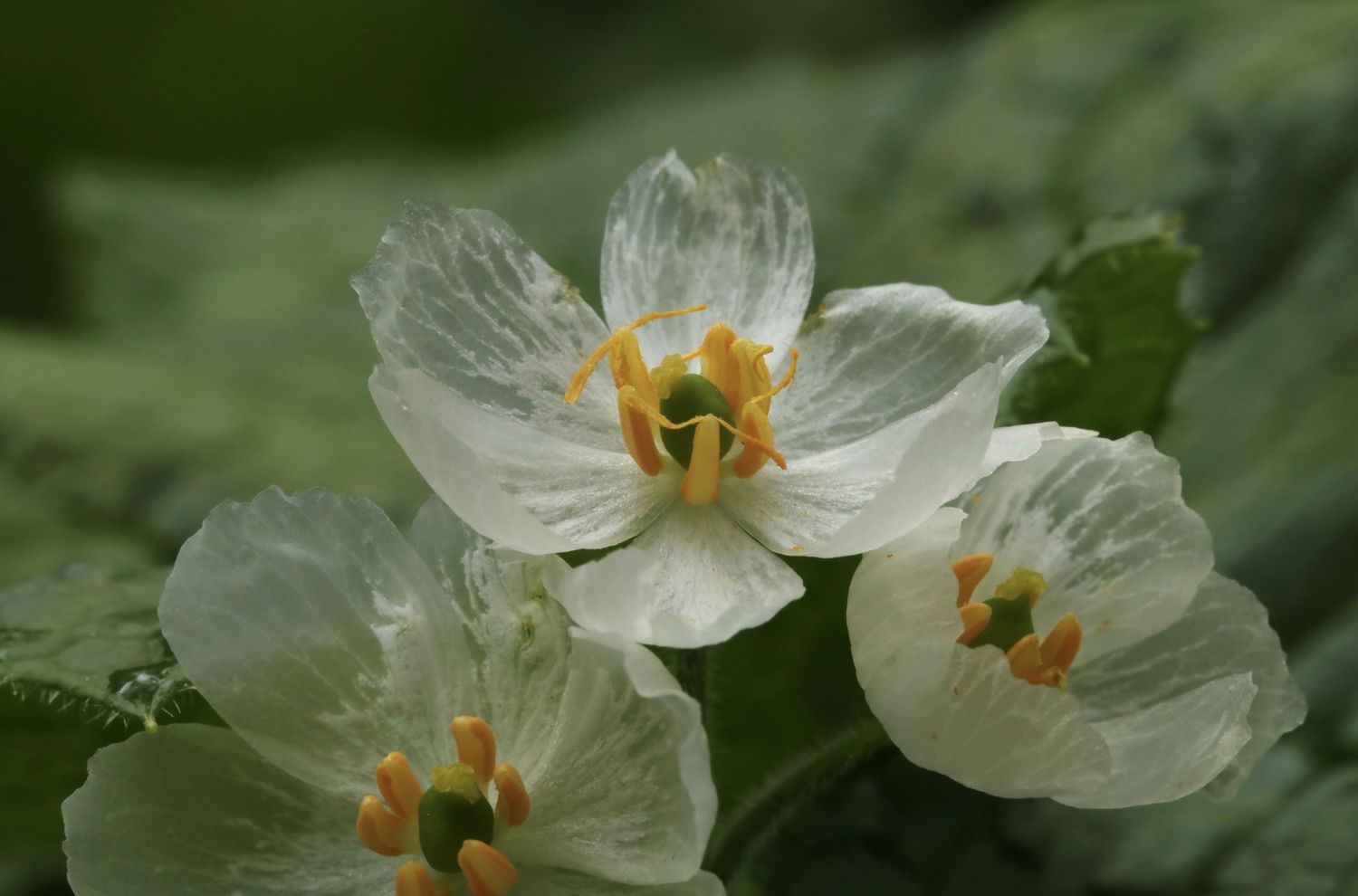 17-mind-blowing-facts-about-skeleton-flower