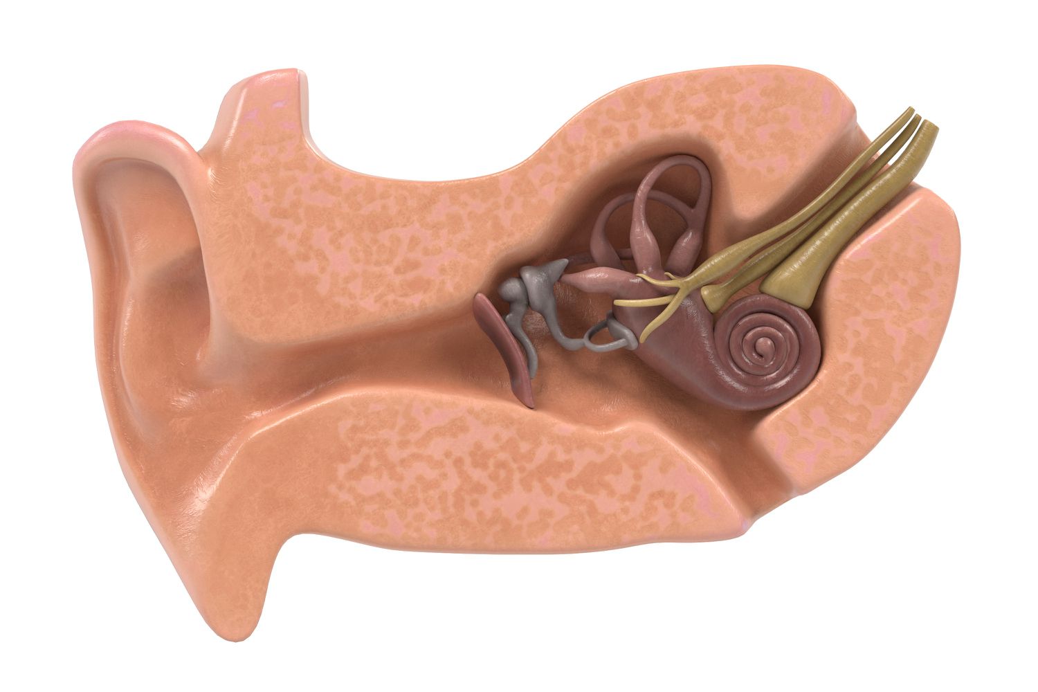 17-surprising-facts-about-ampulla-of-semicircular-canals