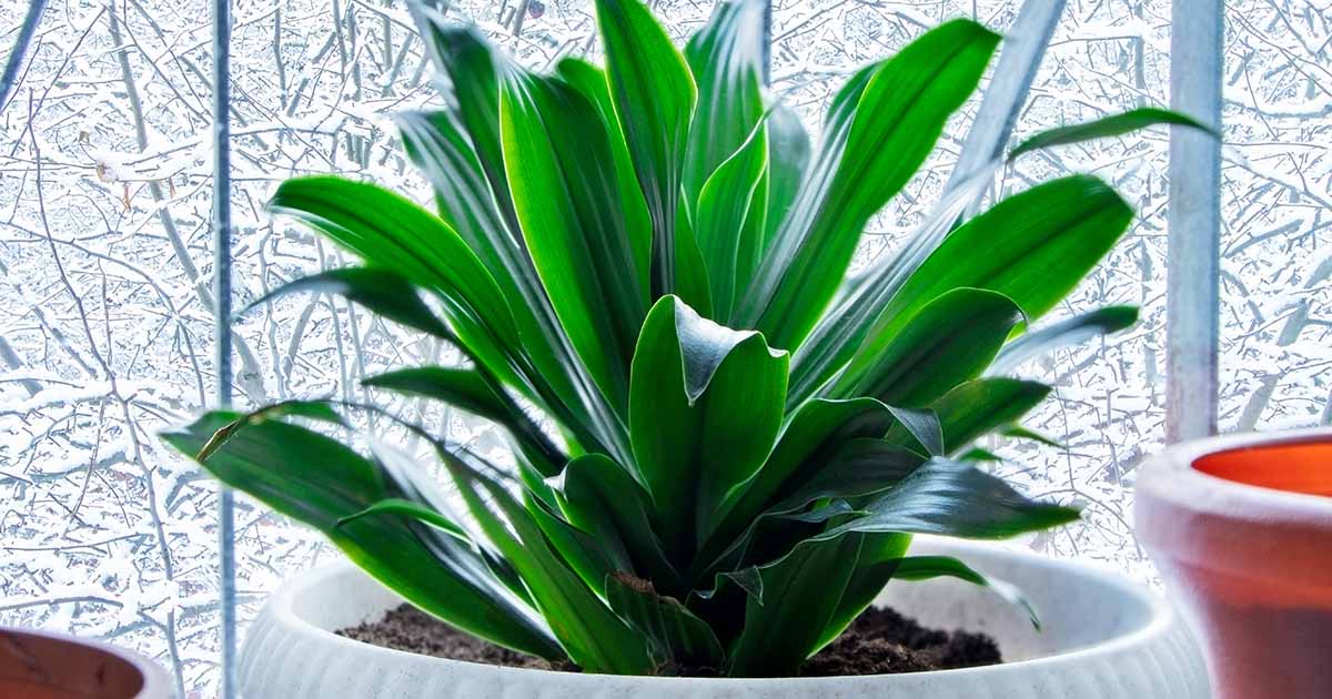 17-surprising-facts-about-aspidistra