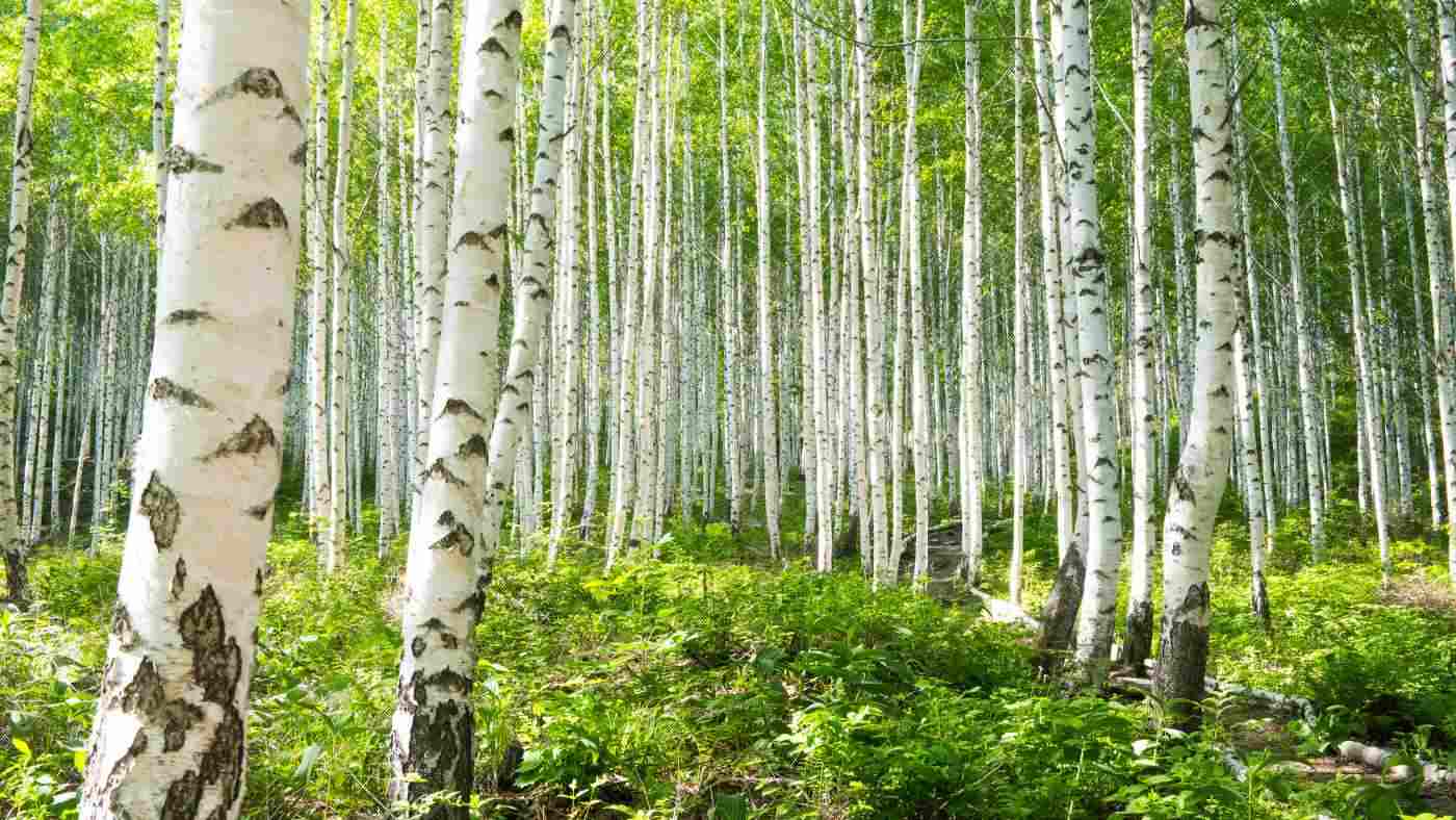 17-unbelievable-facts-about-birch