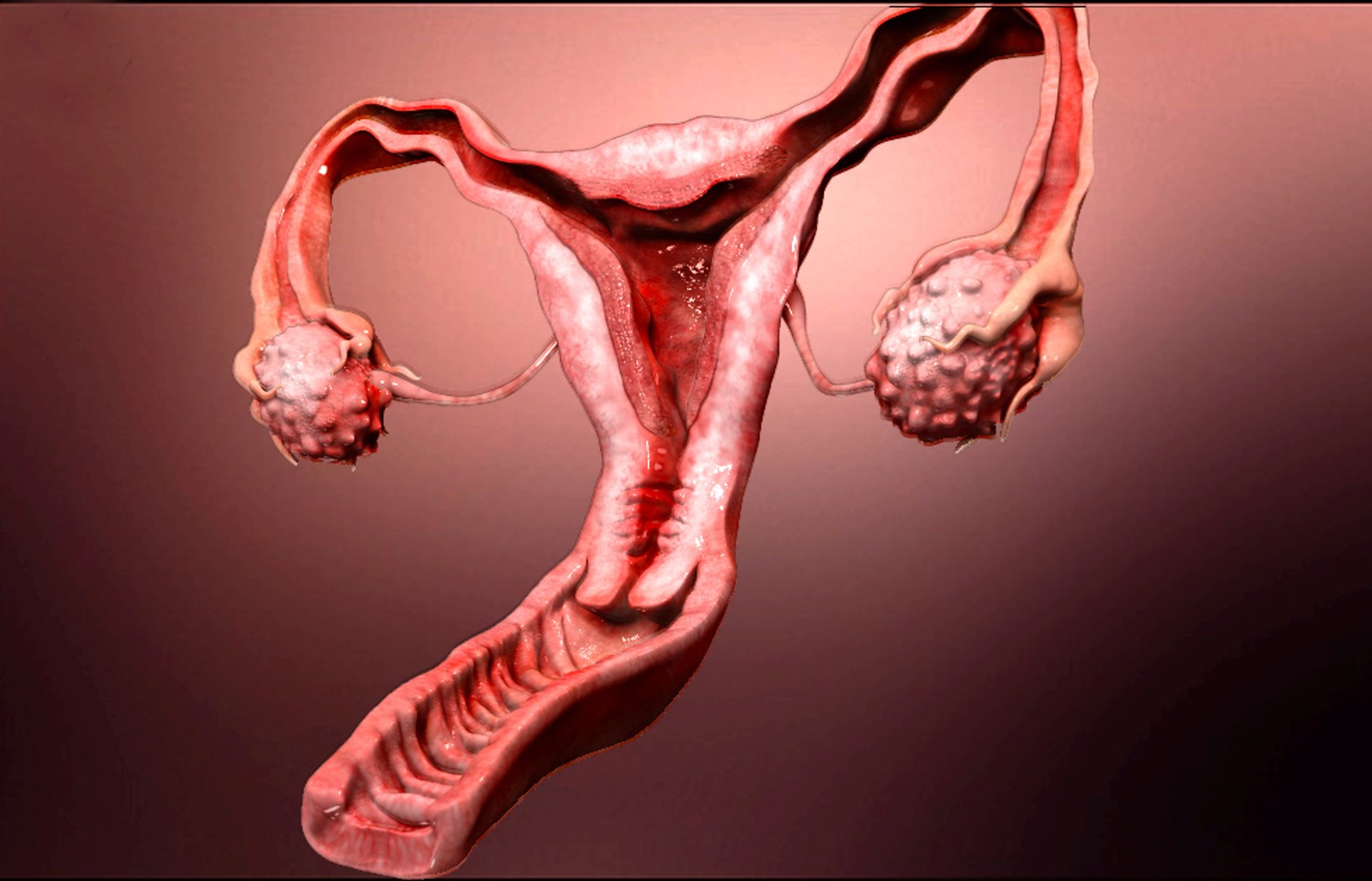 18-astonishing-facts-about-endometrium