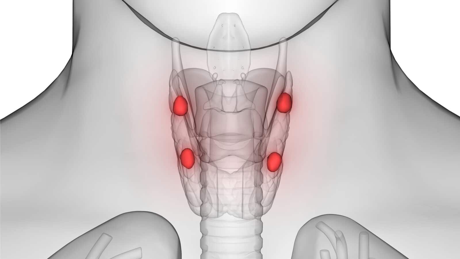 18-astounding-facts-about-parathyroid-glands