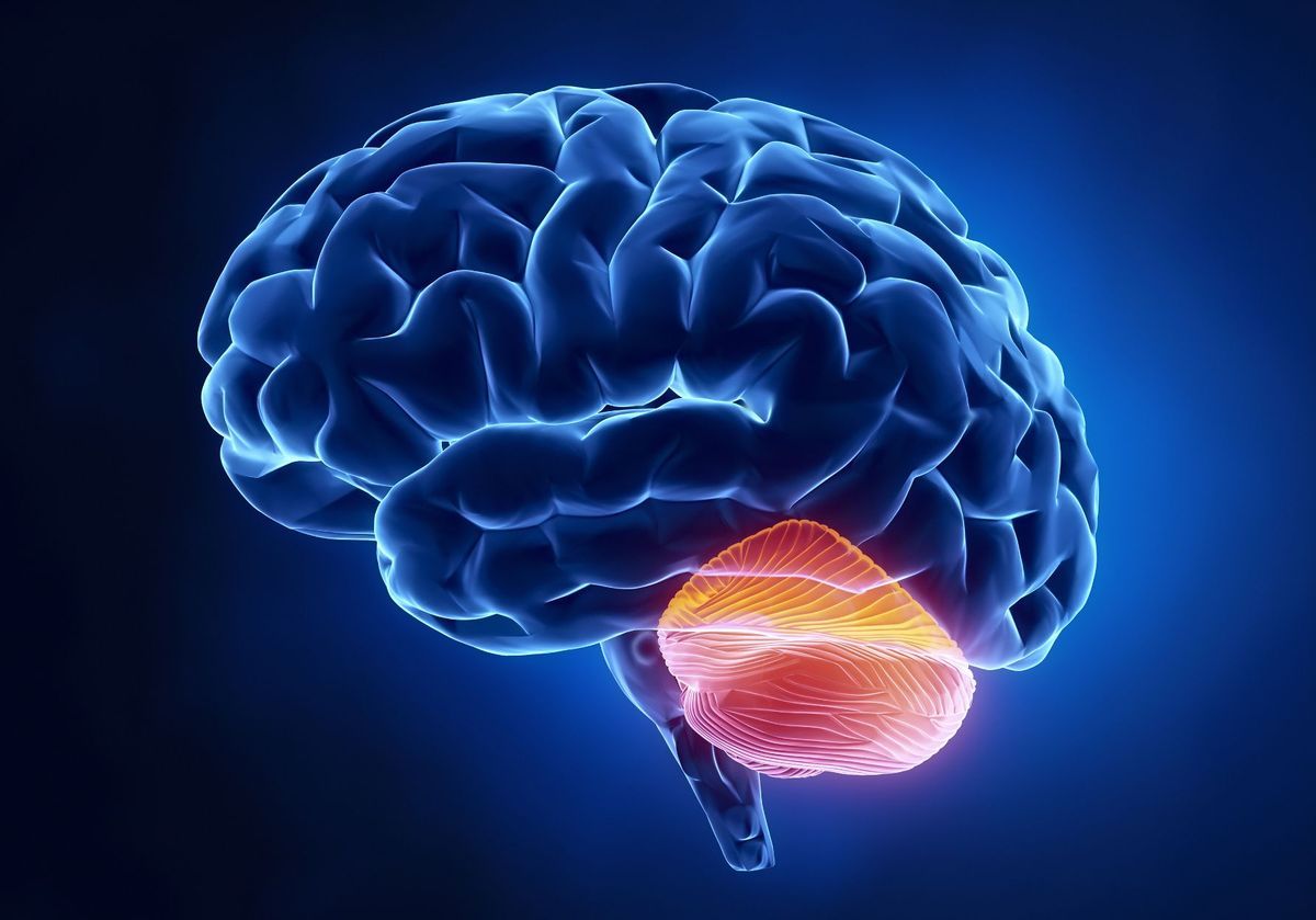 18-captivating-facts-about-cerebellum
