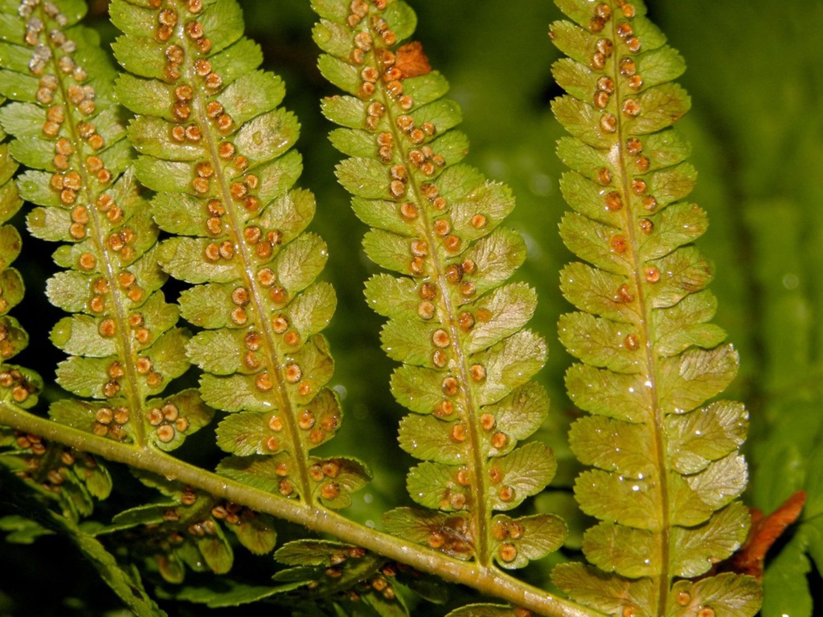 18-enigmatic-facts-about-dryopteris