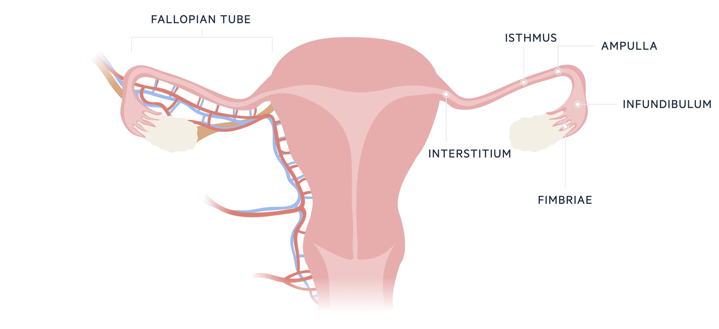 18-enigmatic-facts-about-fimbriae-of-fallopian-tubes