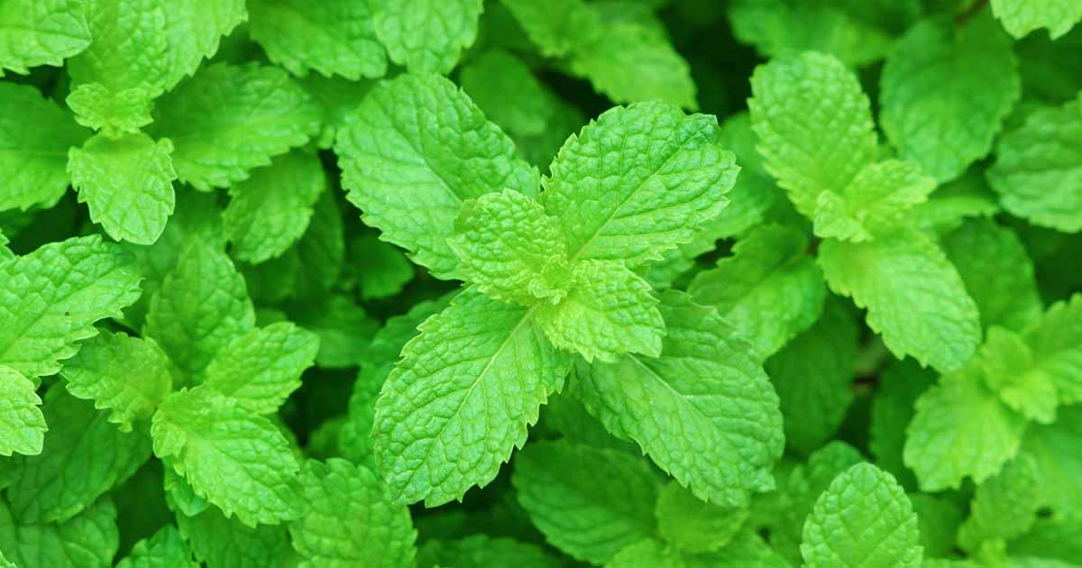 18-enigmatic-facts-about-peppermint