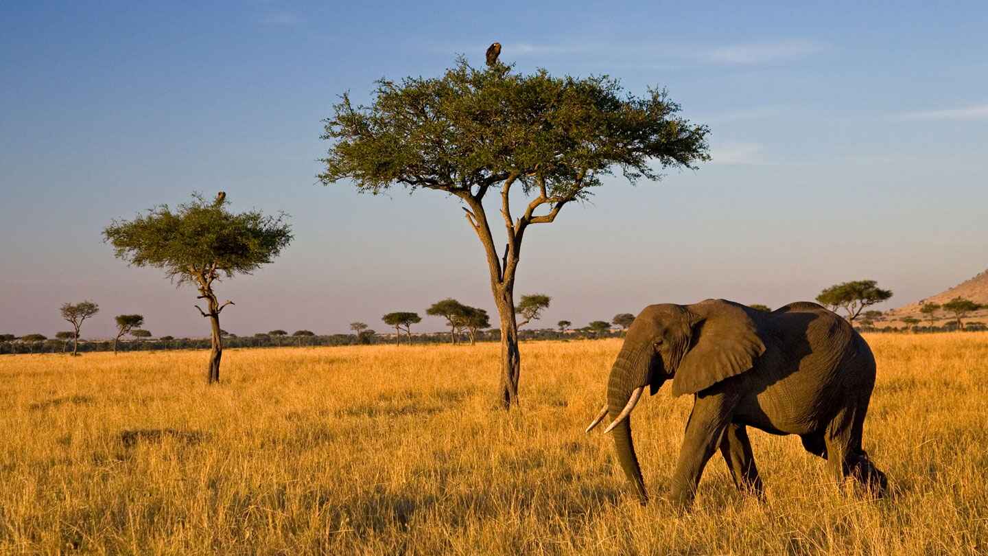 18-enigmatic-facts-about-savannas