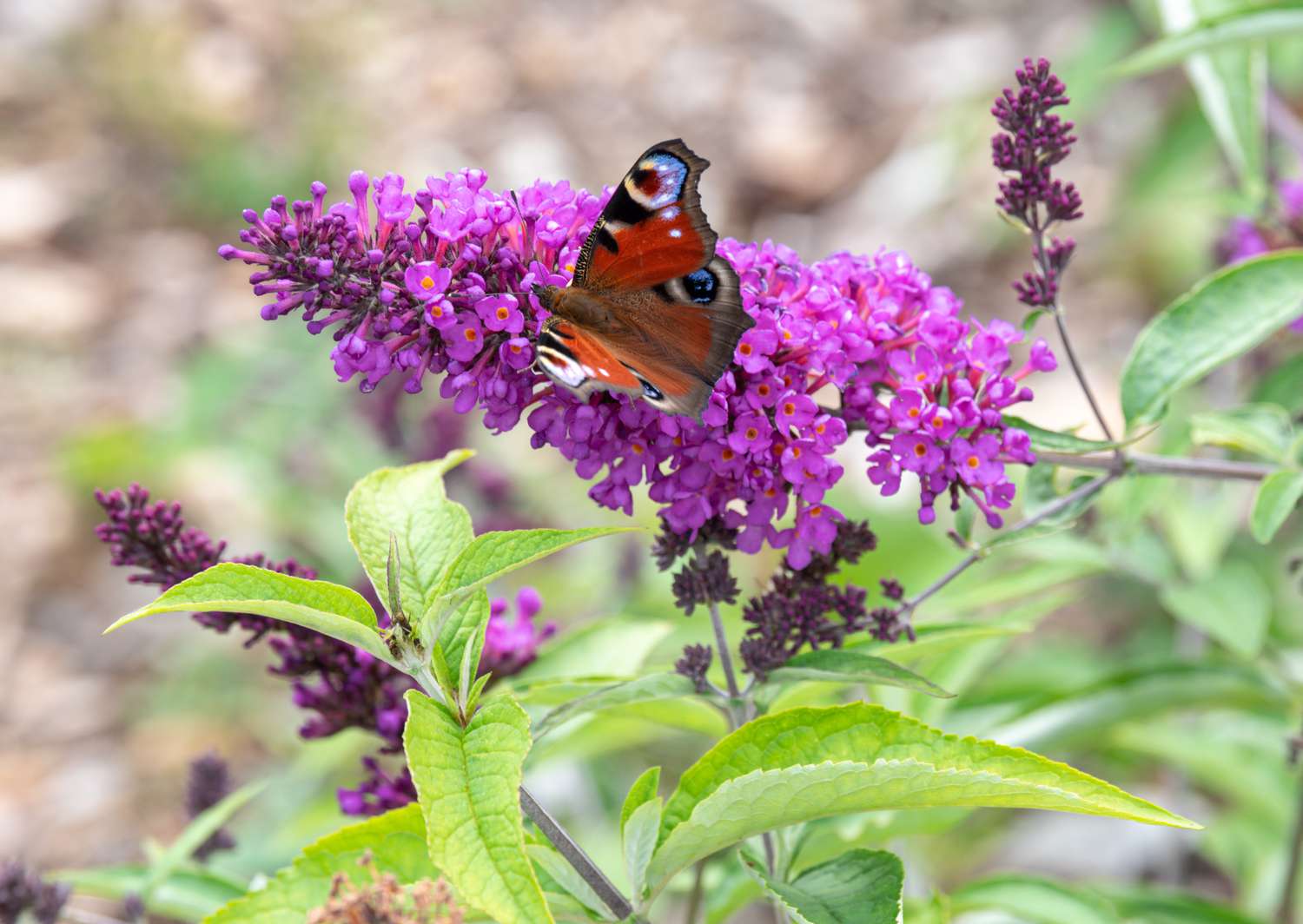 18-extraordinary-facts-about-butterfly-bush