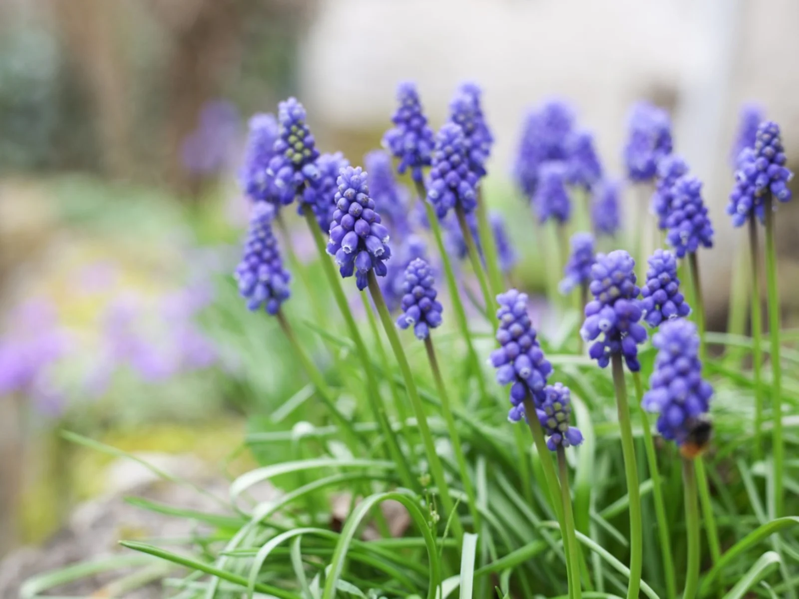 18-extraordinary-facts-about-grape-hyacinth