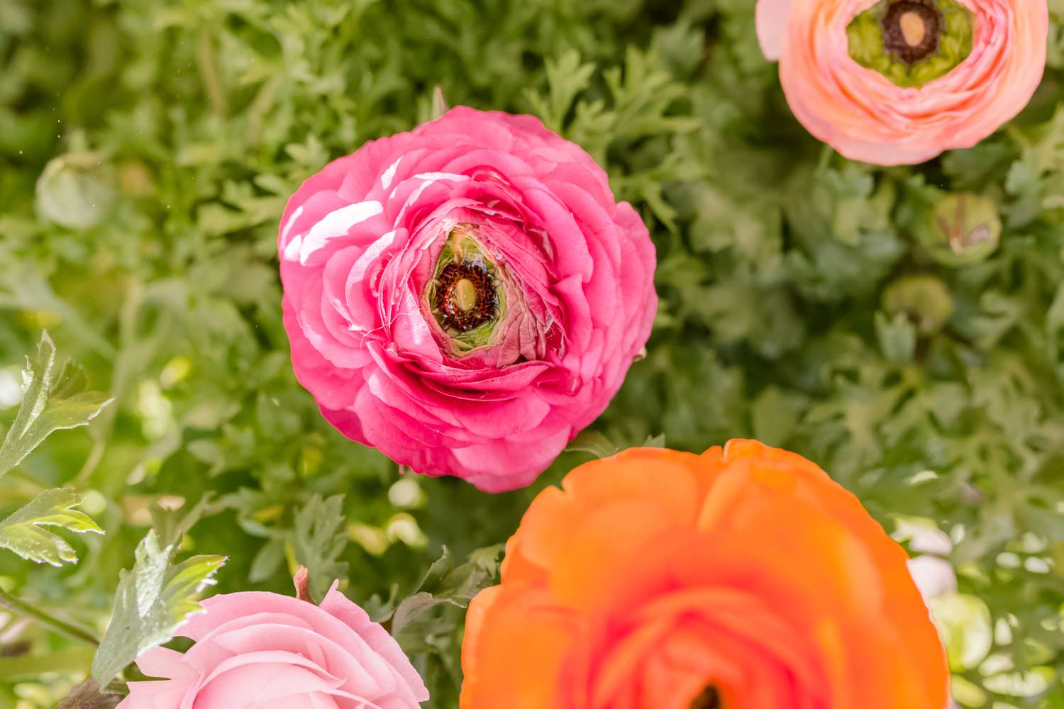 18-extraordinary-facts-about-ranunculus-asiaticus