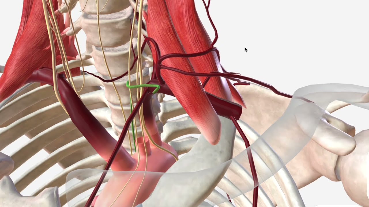 18-extraordinary-facts-about-subclavian-artery
