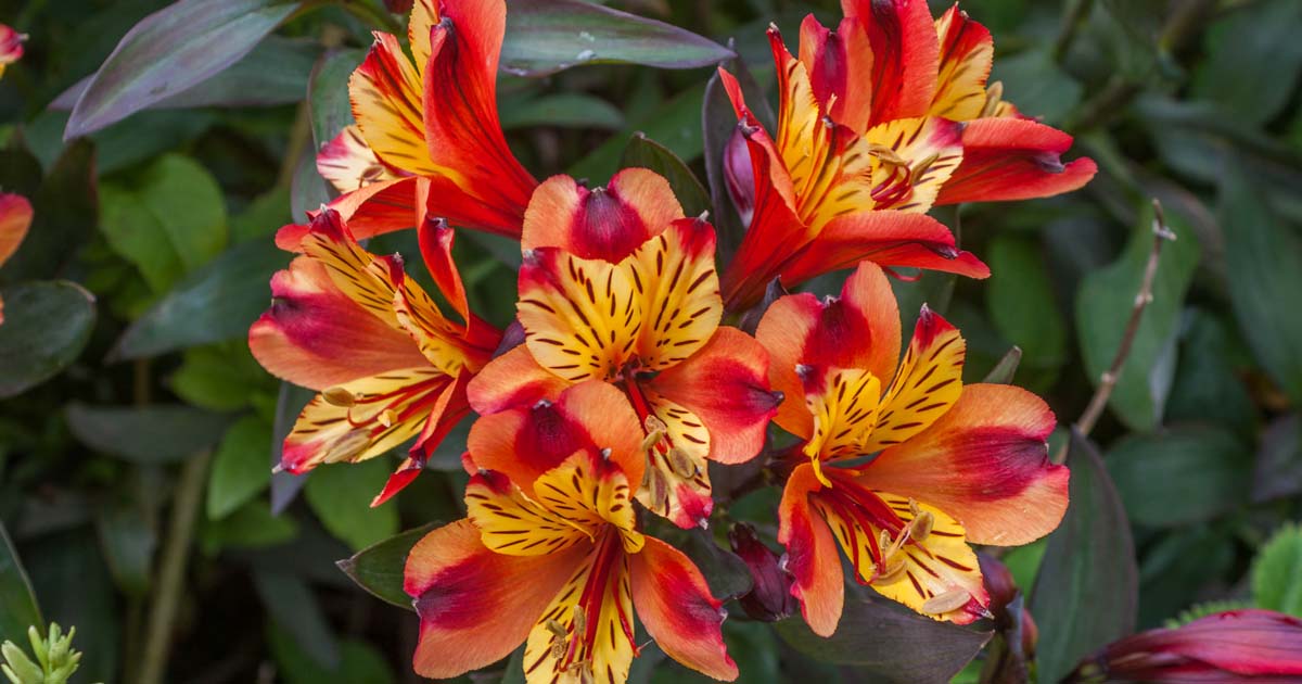 18-fascinating-facts-about-alstroemeria