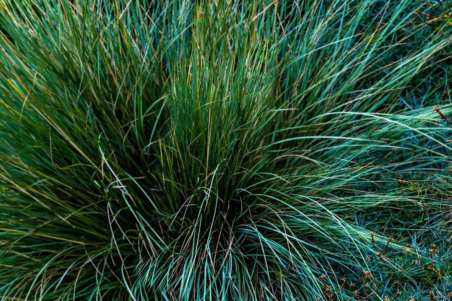 18-fascinating-facts-about-blue-fescue