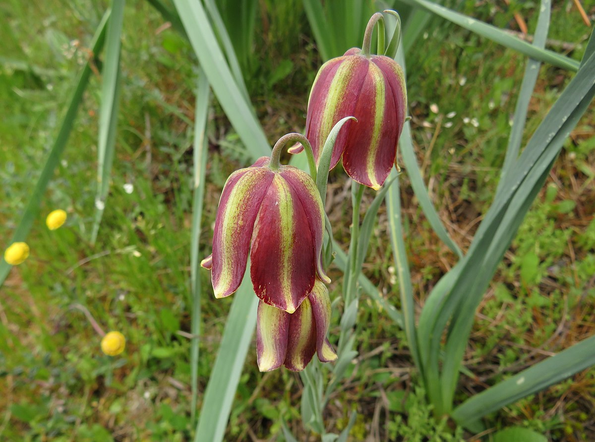 18-fascinating-facts-about-fritillaria