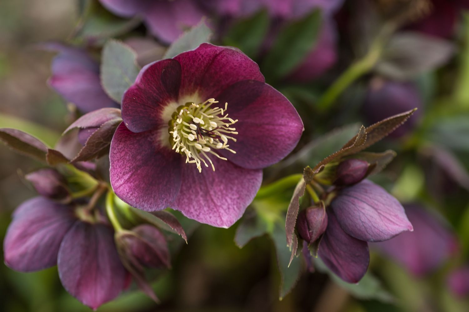 18-fascinating-facts-about-hellebore