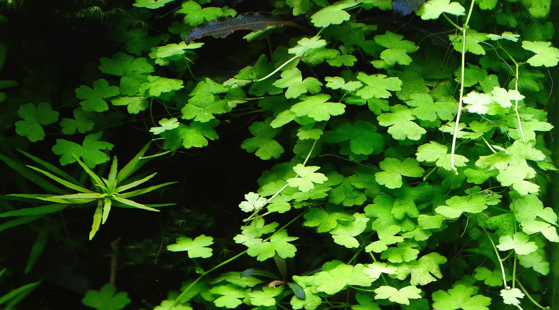 18-fascinating-facts-about-hydrocotyle
