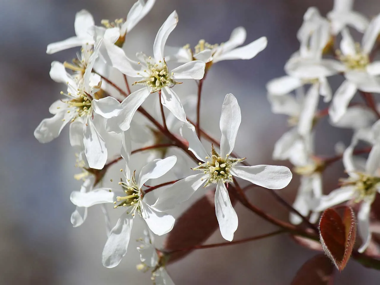18-intriguing-facts-about-amelanchier