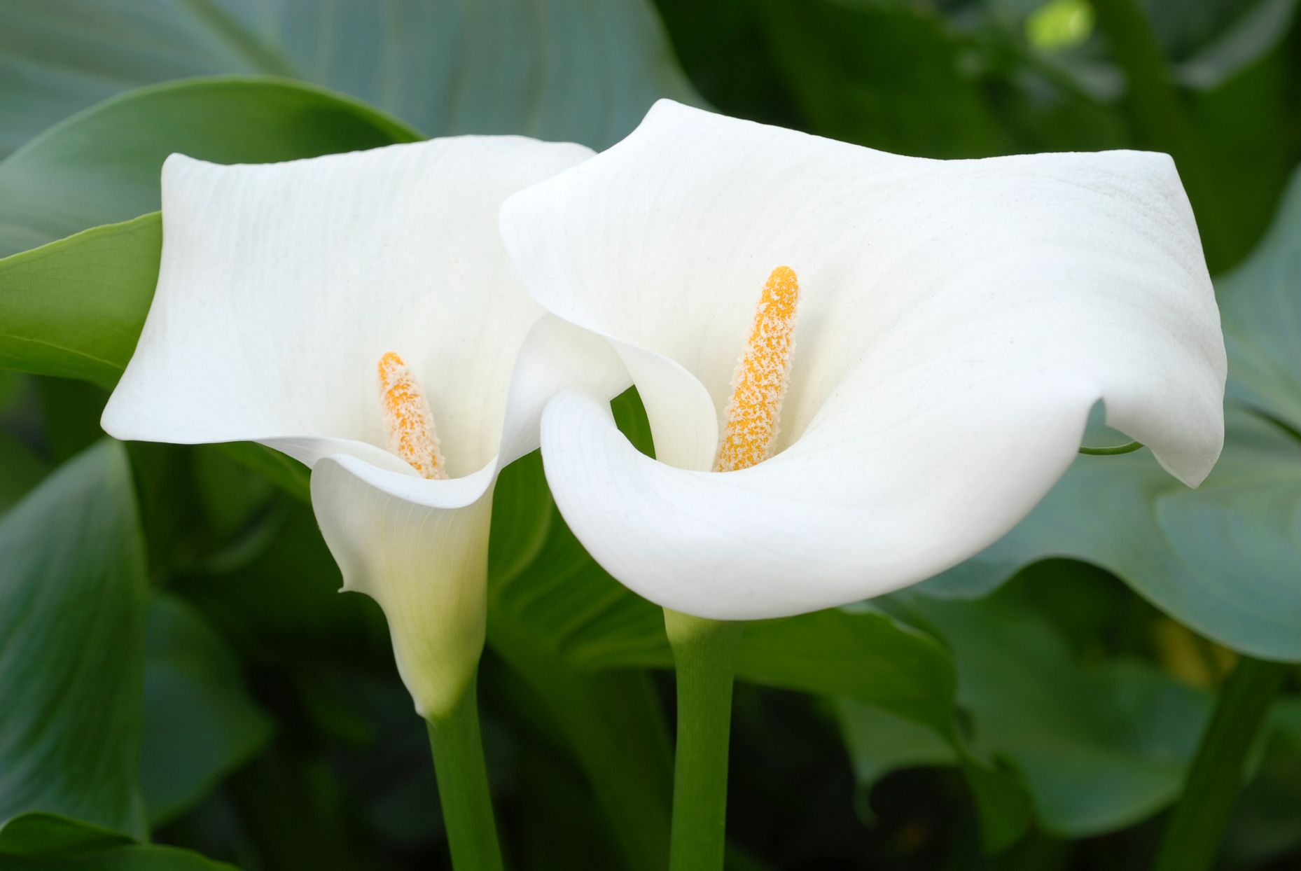 18 Intriguing Facts About Calla Lily - Facts.net