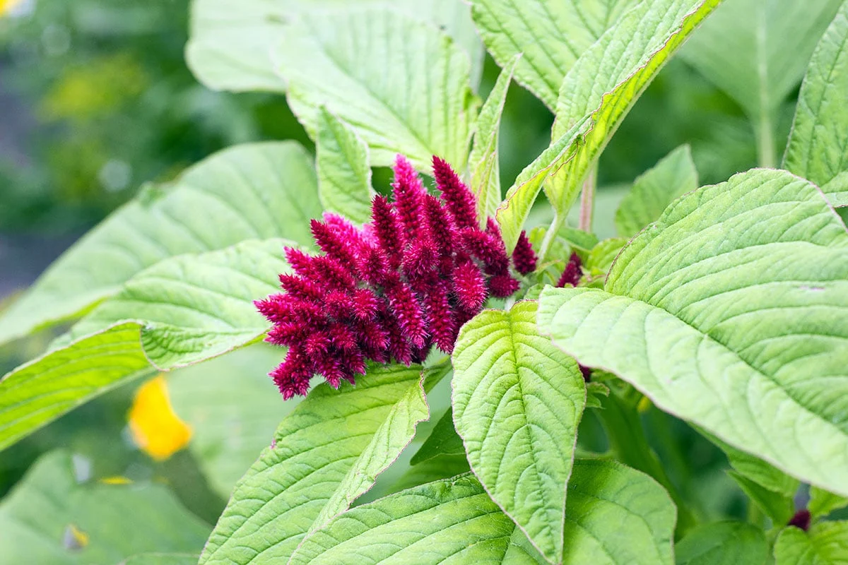 18-mind-blowing-facts-about-amaranth