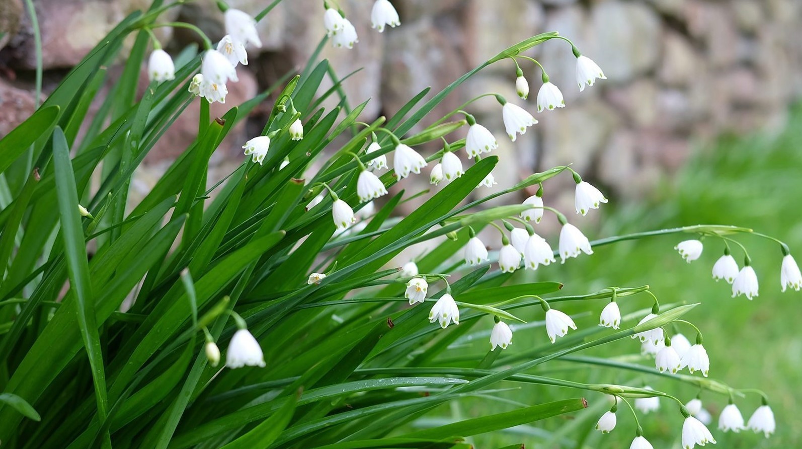 18-mind-blowing-facts-about-leucojum