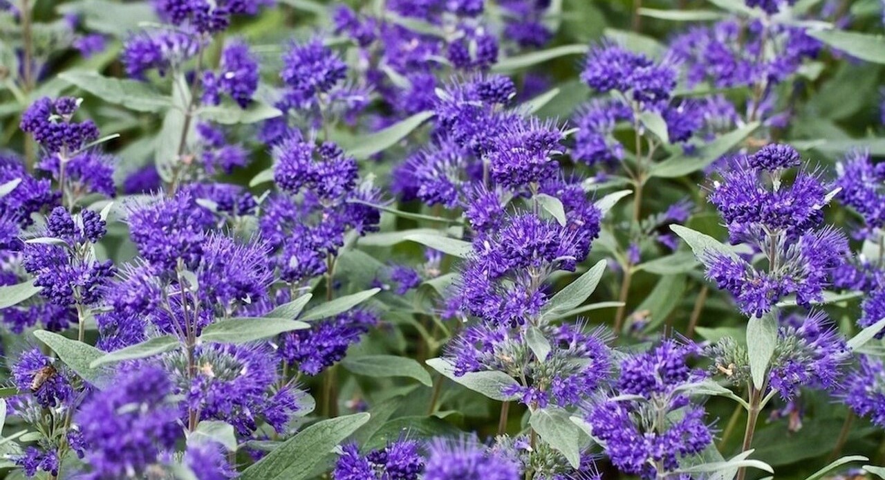 18-surprising-facts-about-caryopteris