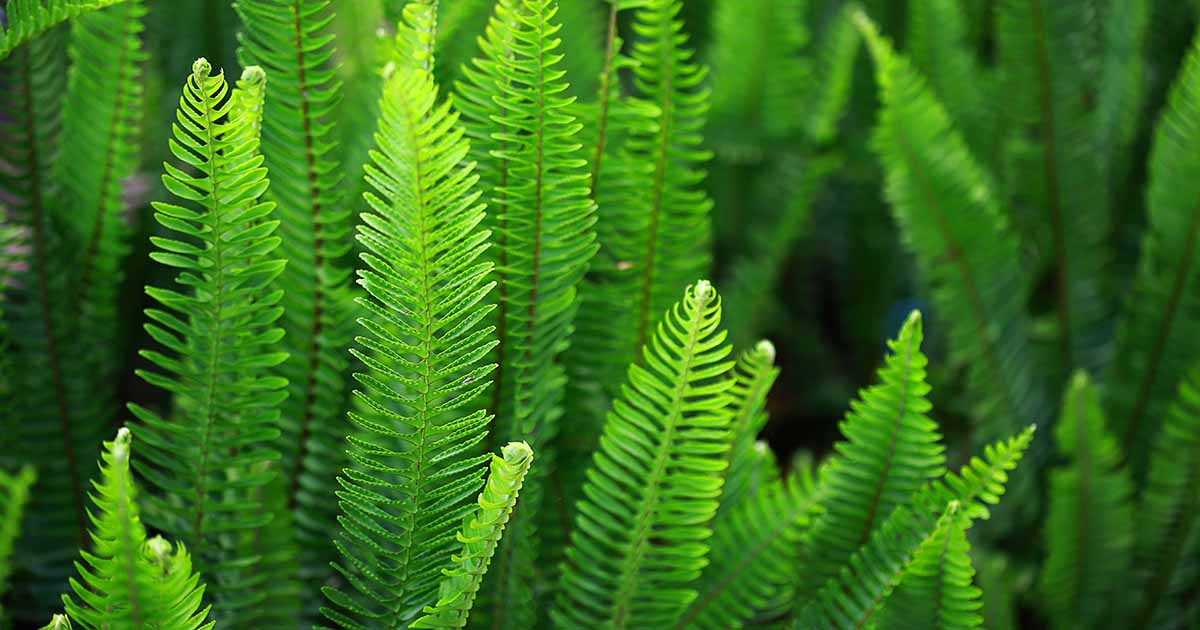 18-surprising-facts-about-fern