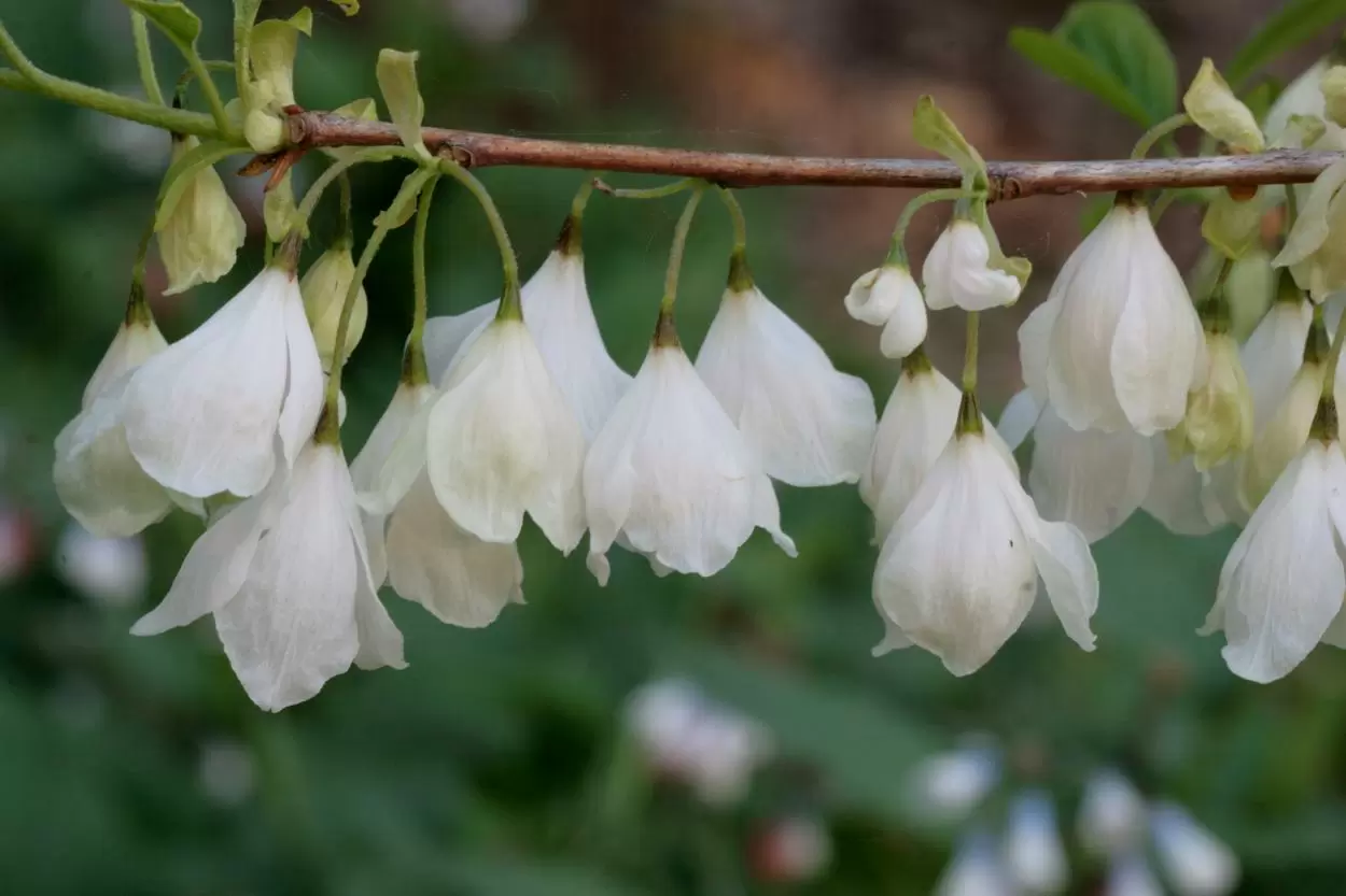 18-surprising-facts-about-halesia