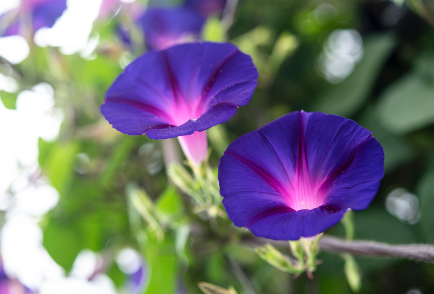 18-surprising-facts-about-morning-glory