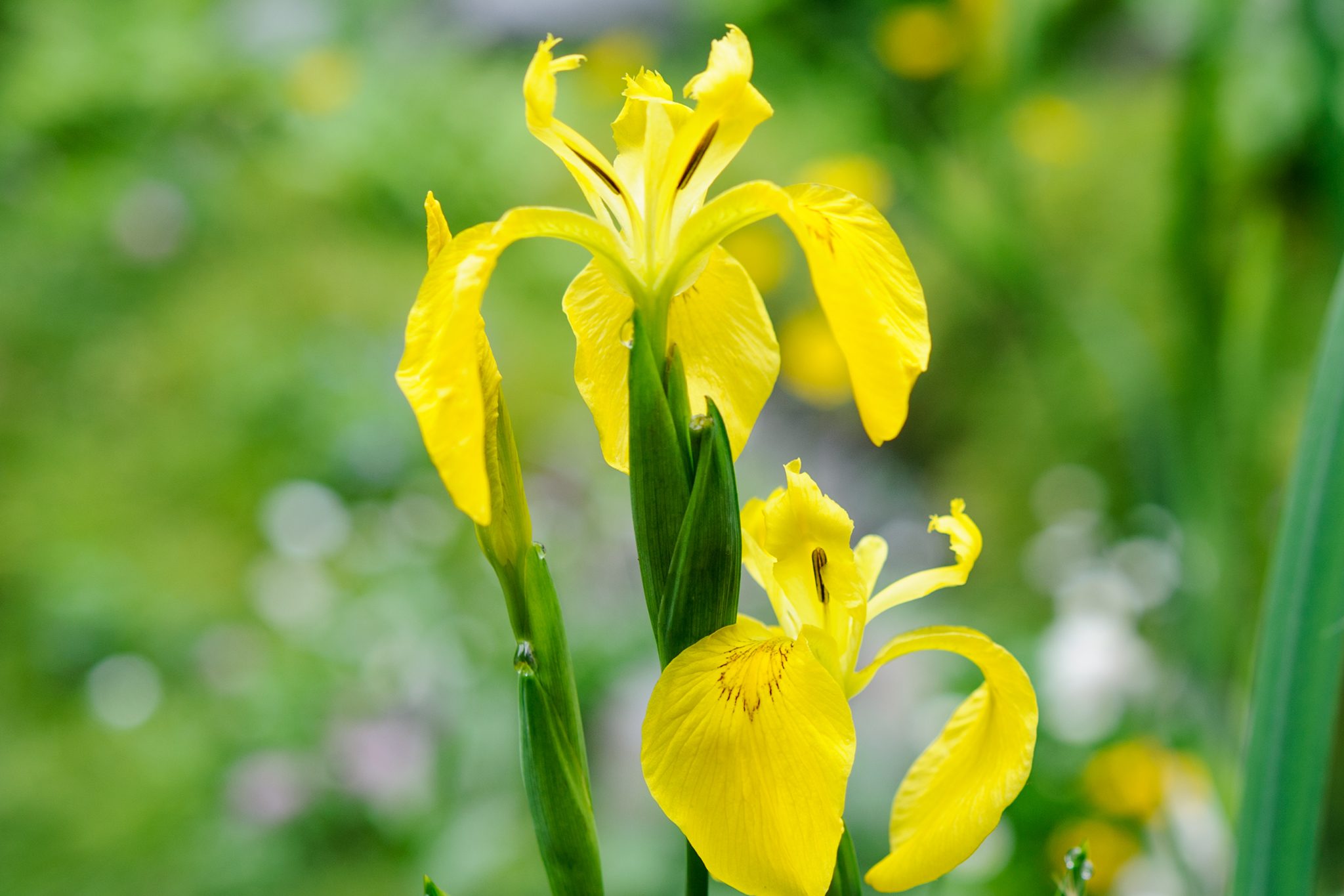 Colorful Facts About The Iris