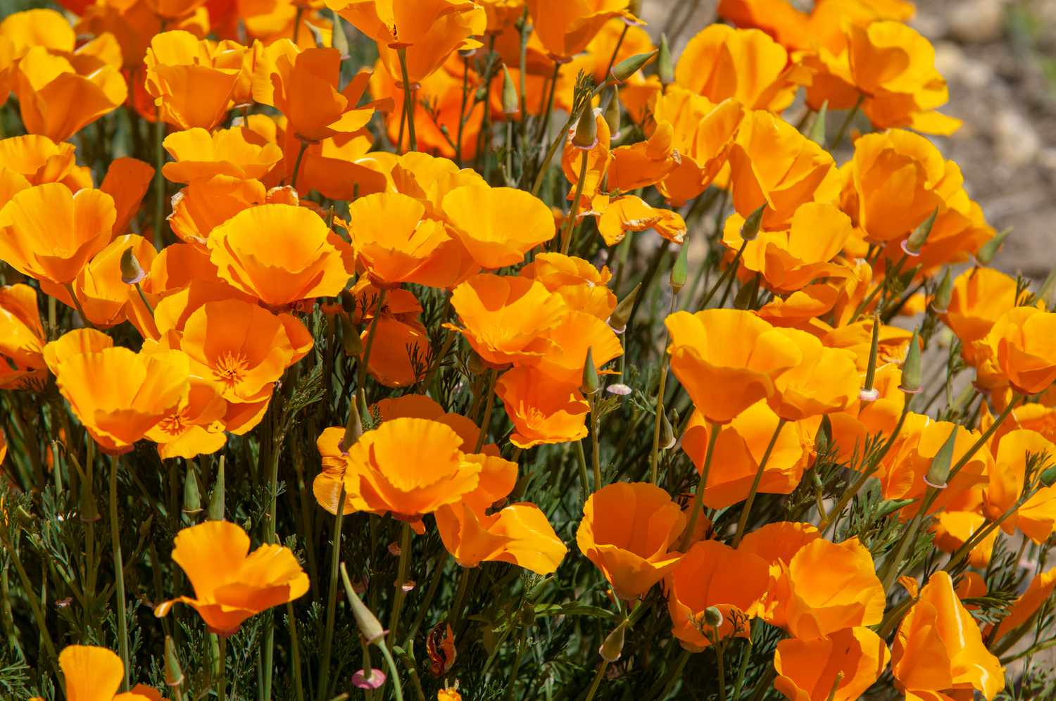 9 Astonishing Facts About Orange Blossom 