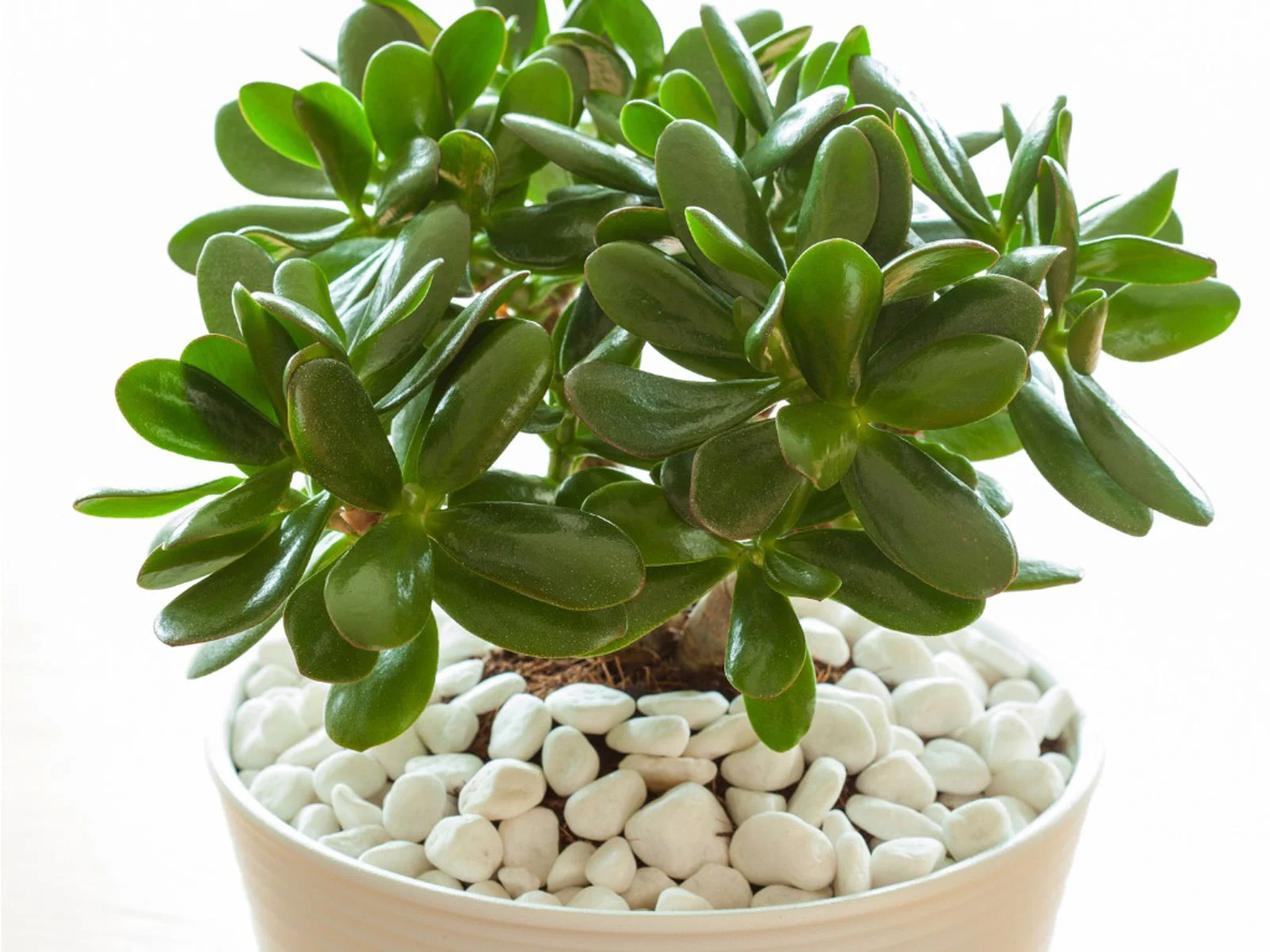 19-astonishing-facts-about-crassula