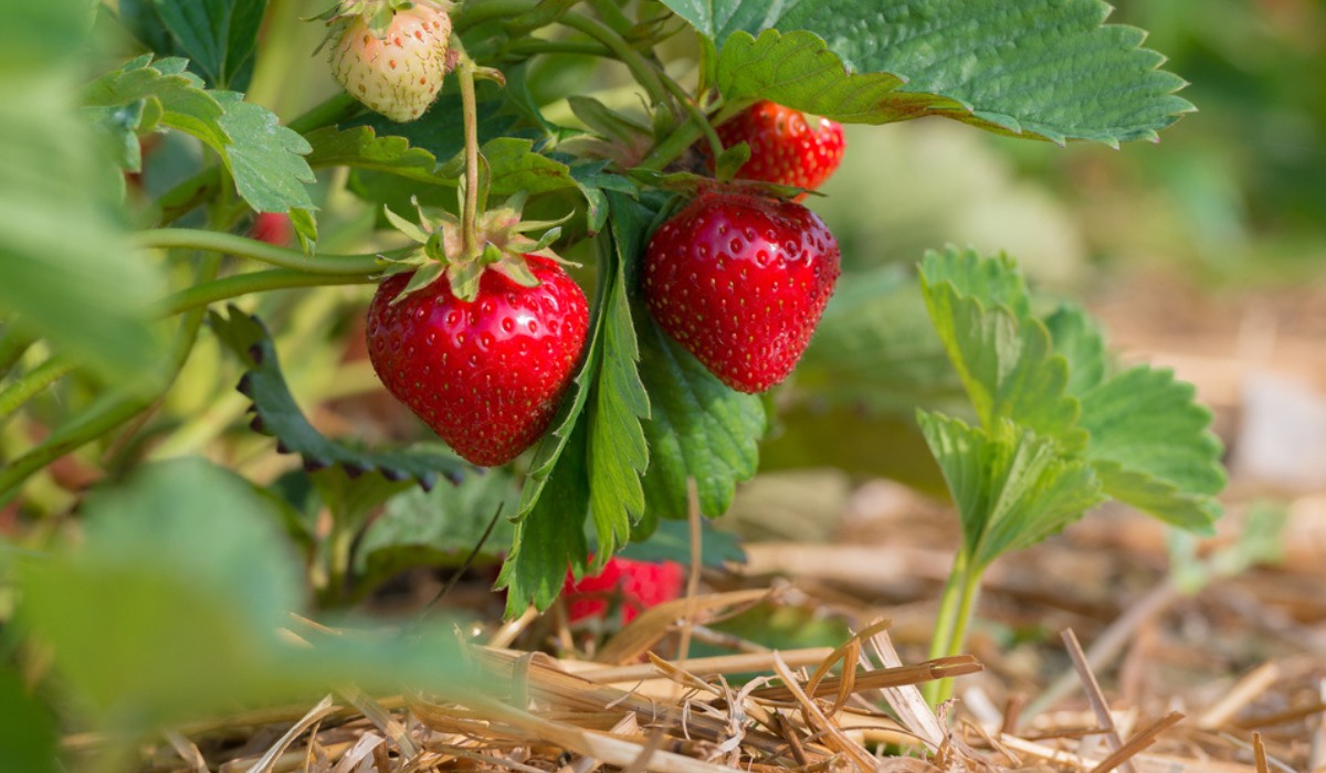 19-astonishing-facts-about-fragaria