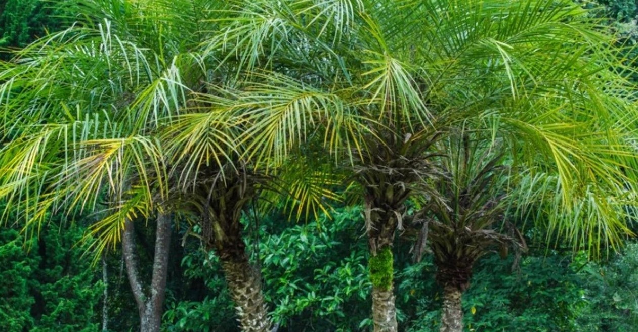 19-astonishing-facts-about-miniature-date-palm
