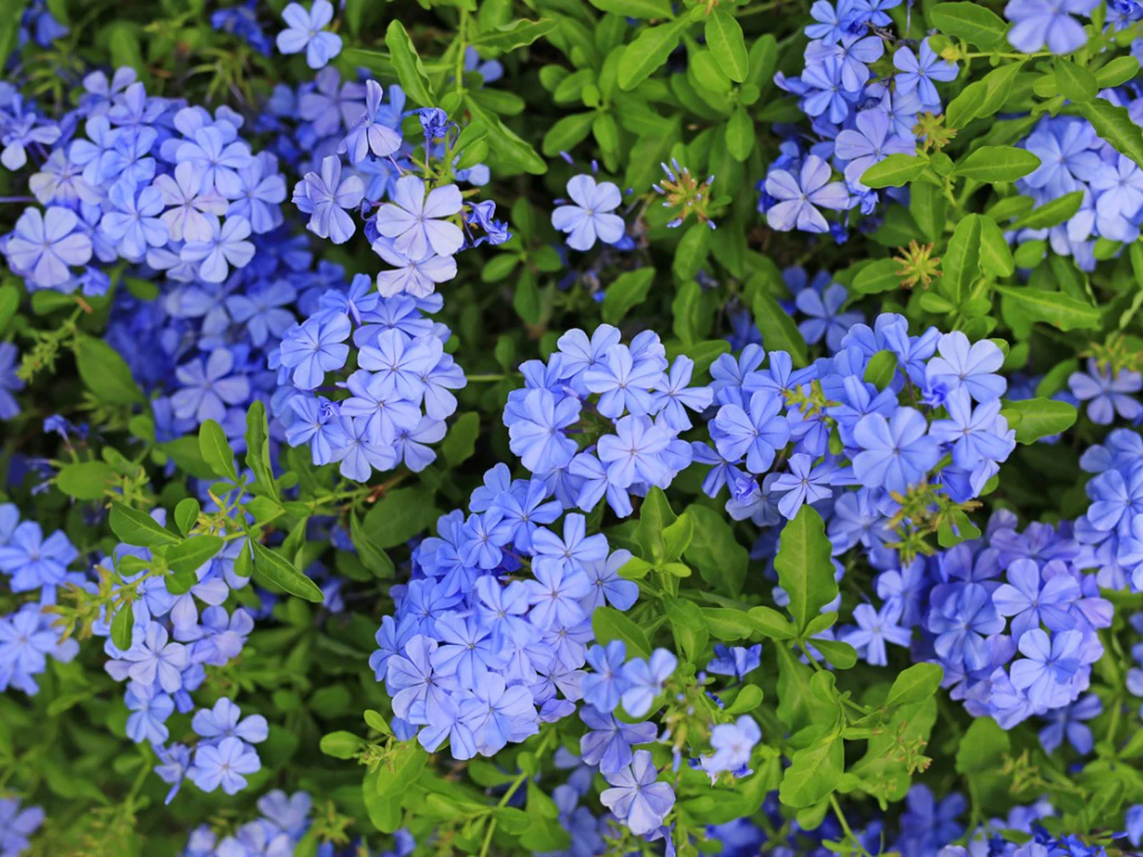 19-astonishing-facts-about-plumbago