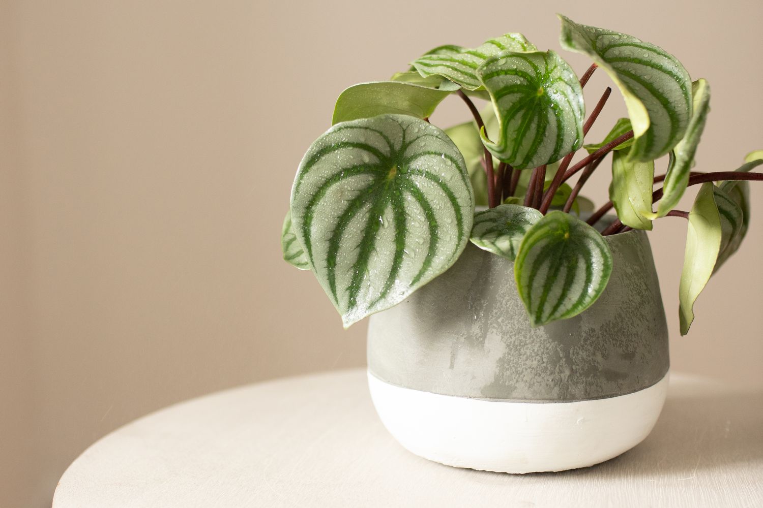 19-astonishing-facts-about-watermelon-peperomia