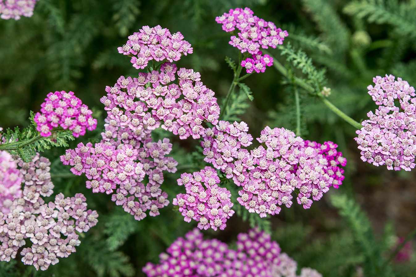 19-astonishing-facts-about-yarrow