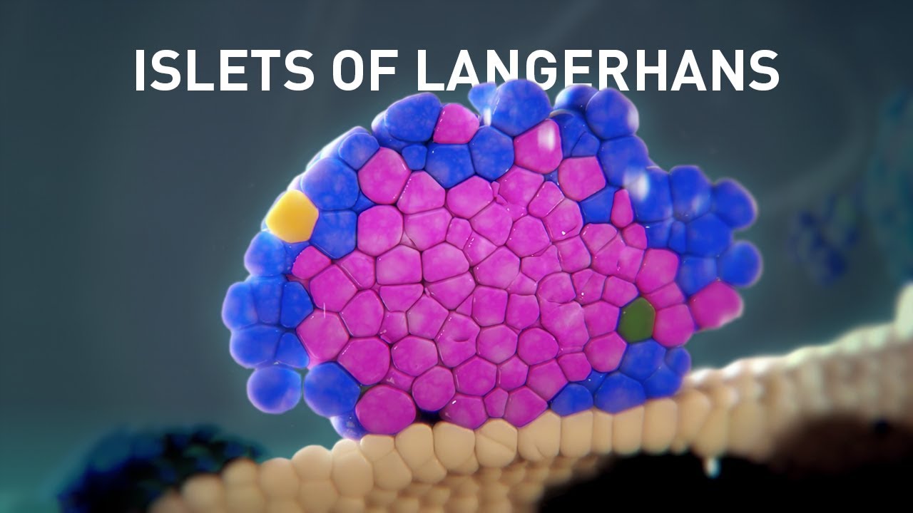 19-astounding-facts-about-islets-of-langerhans
