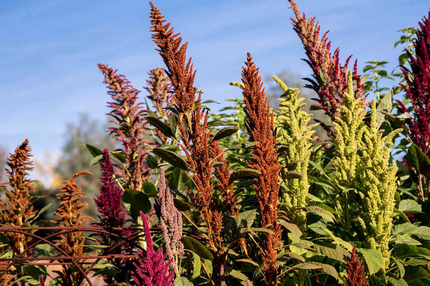 19-captivating-facts-about-amaranthus