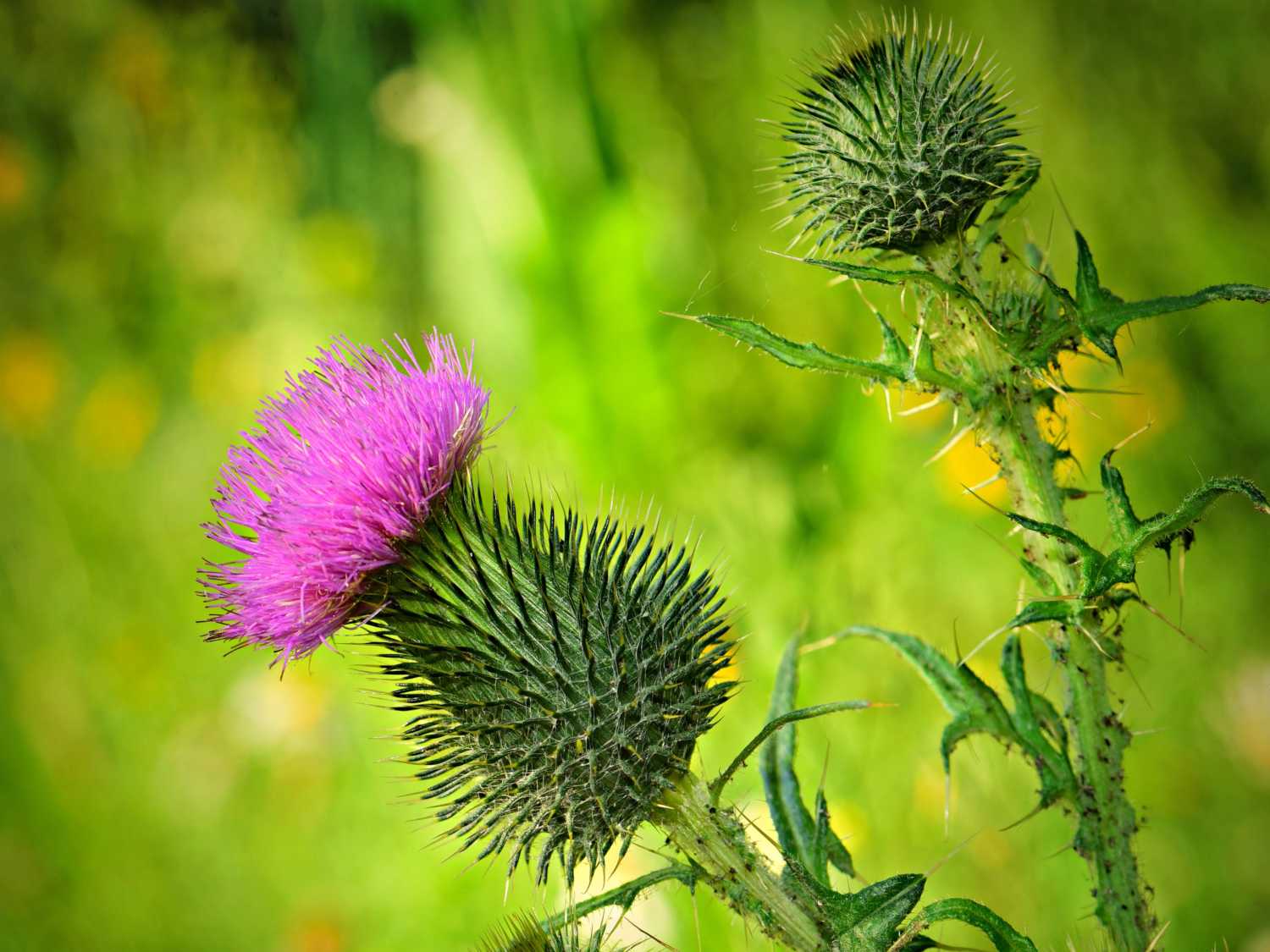 19-captivating-facts-about-thistle