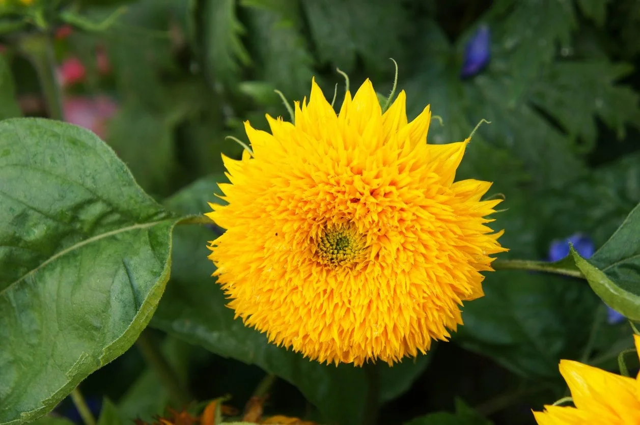 19-enigmatic-facts-about-teddy-bear-sunflower