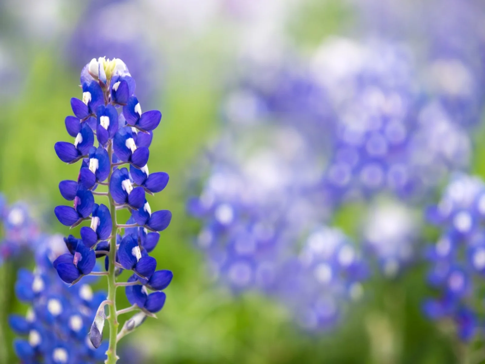 19-extraordinary-facts-about-bluebonnet