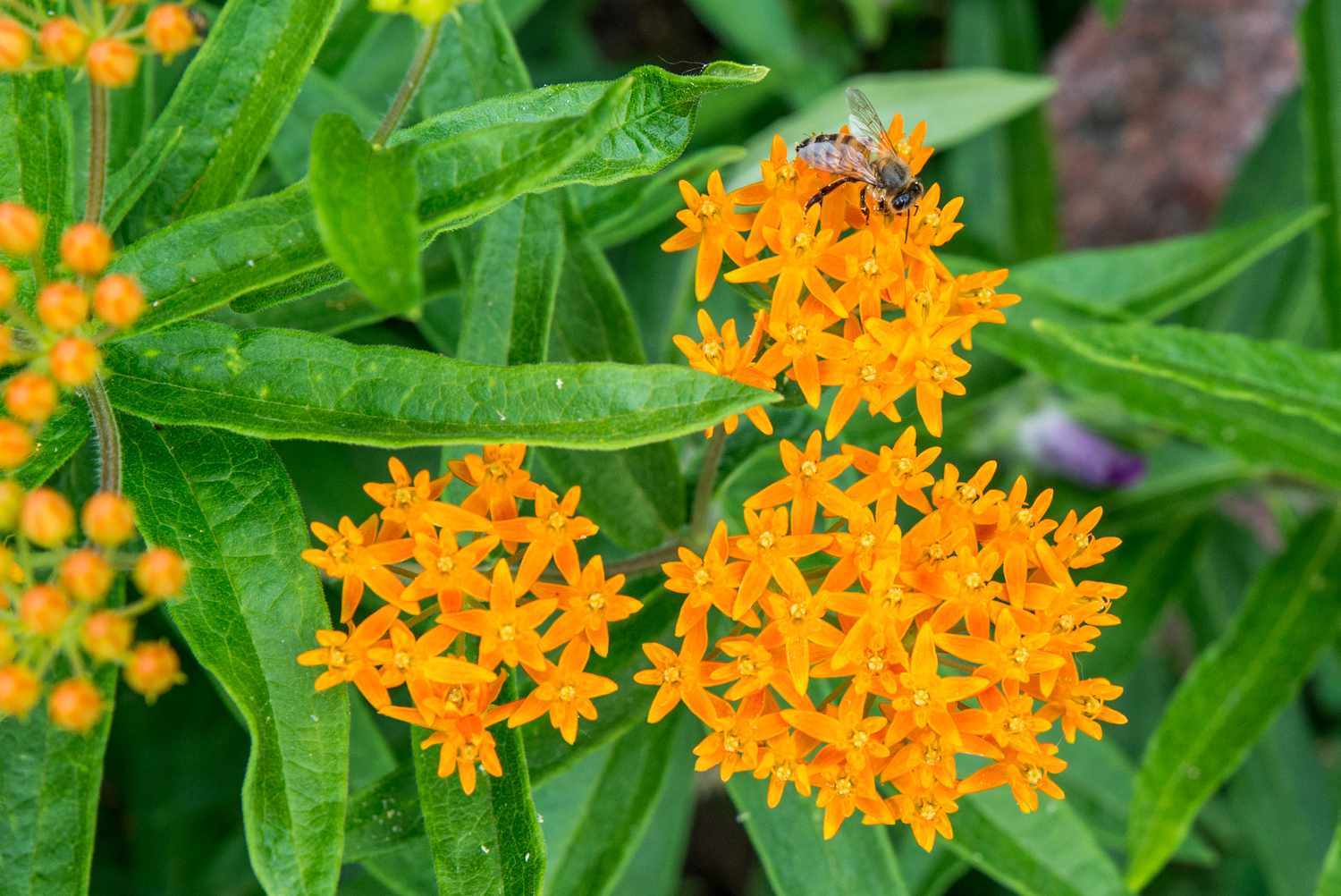 19-extraordinary-facts-about-butterfly-weed