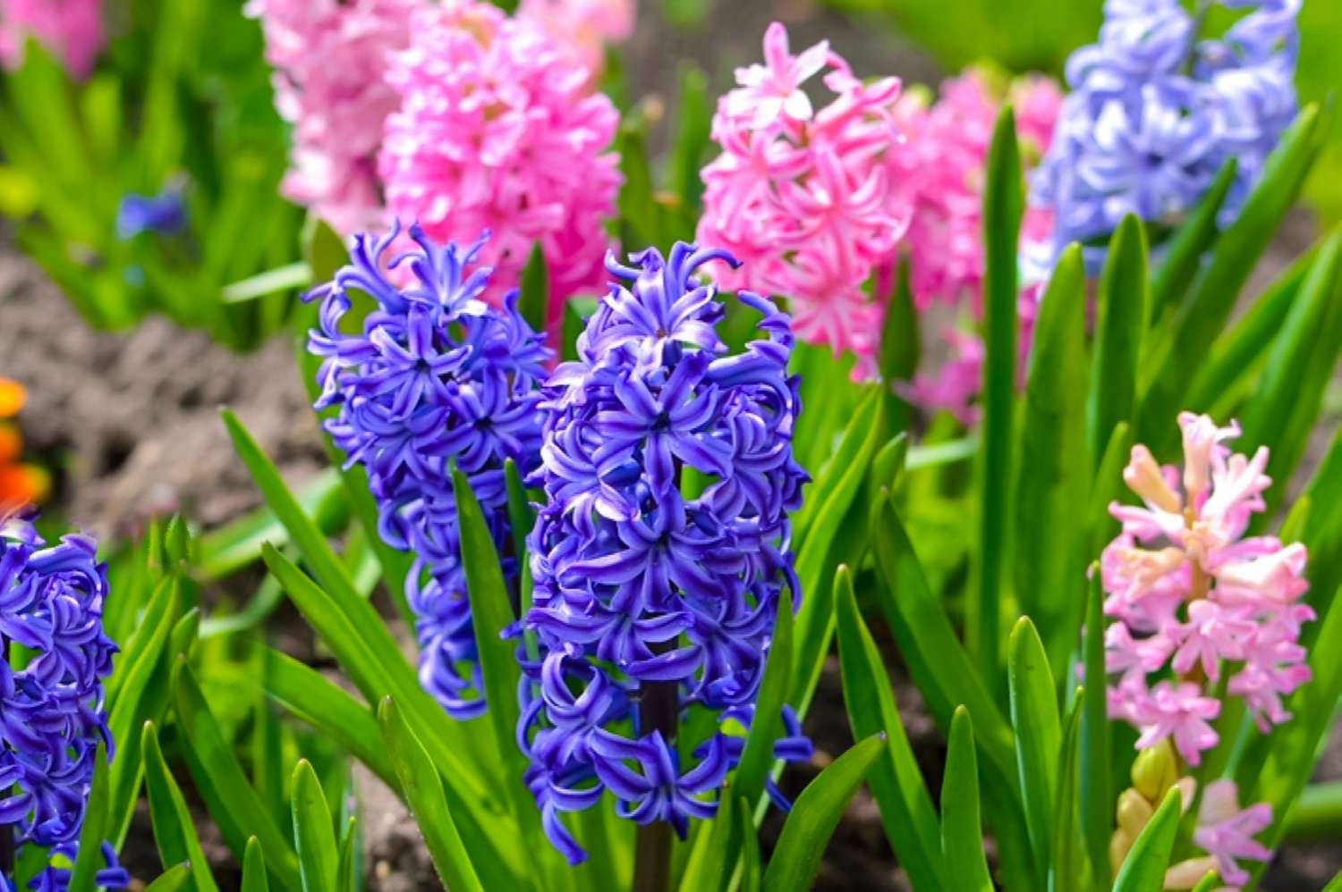 19-extraordinary-facts-about-hyacinthus