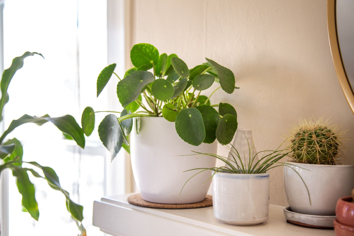 19-extraordinary-facts-about-pilea