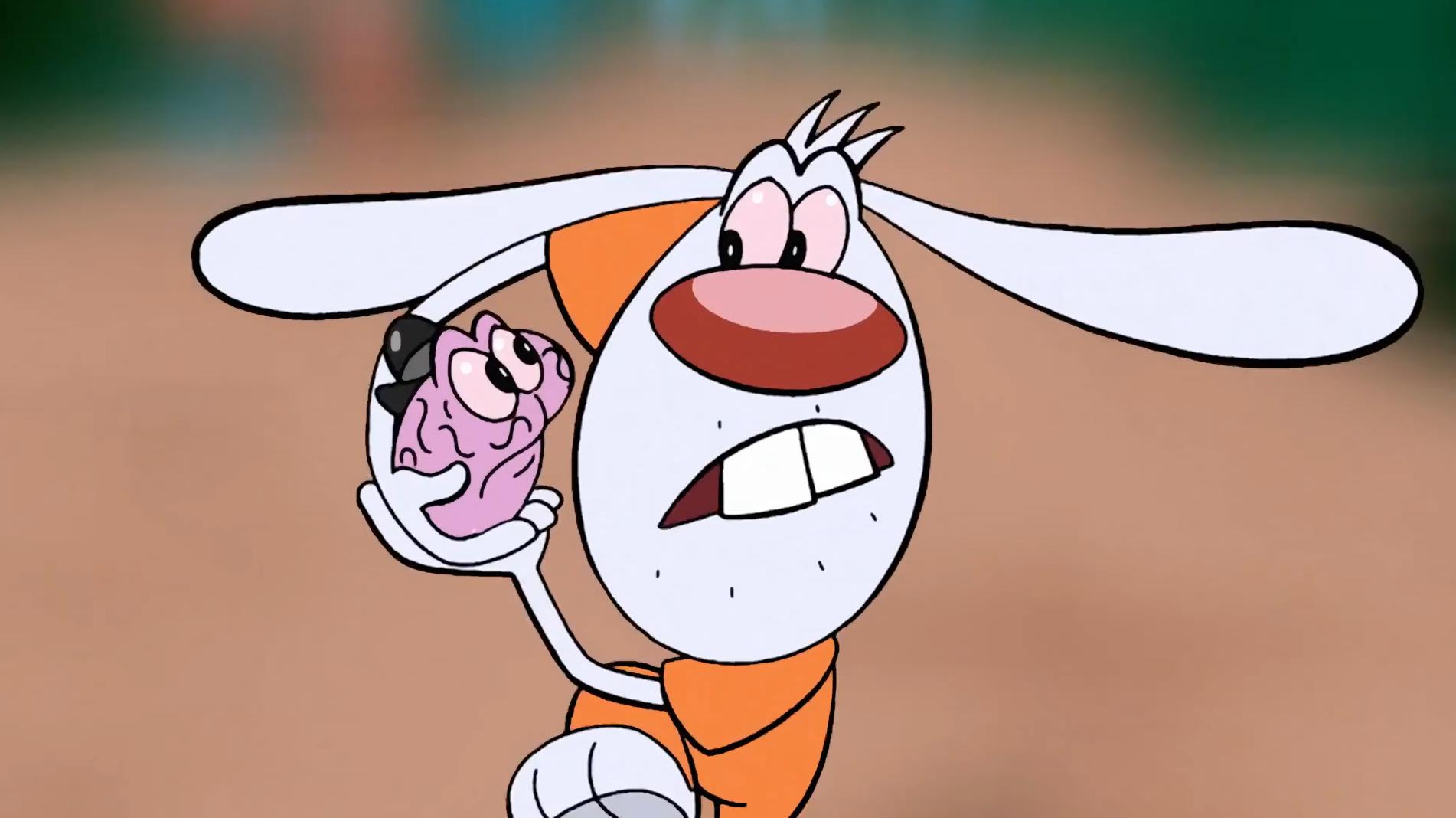 19-facts-about-mr-whiskers-brandy-mr-whiskers